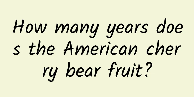 How many years does the American cherry bear fruit?