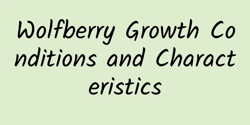 Wolfberry Growth Conditions and Characteristics
