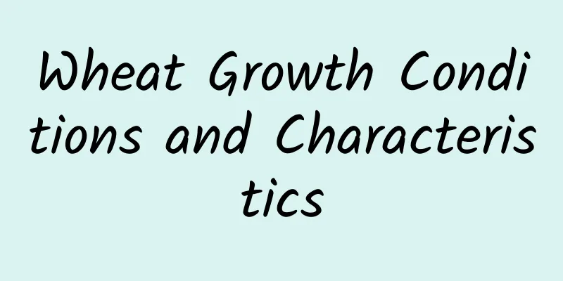 Wheat Growth Conditions and Characteristics