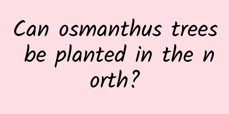 Can osmanthus trees be planted in the north?