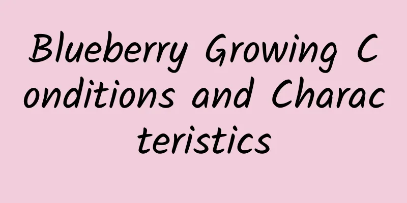 Blueberry Growing Conditions and Characteristics