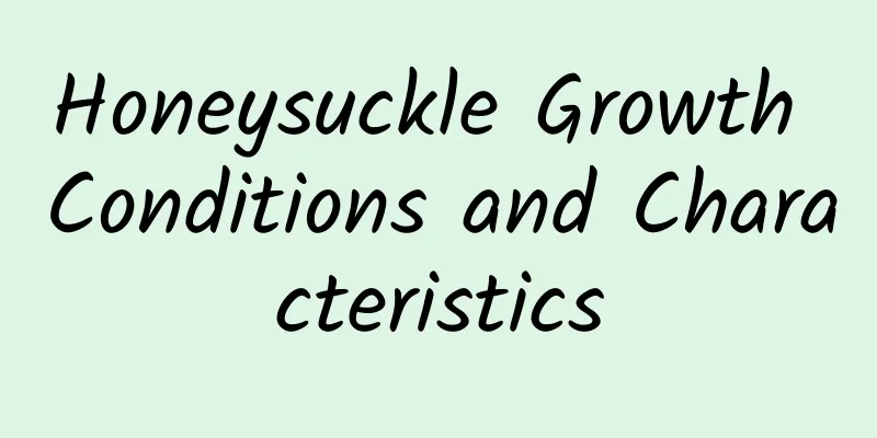 Honeysuckle Growth Conditions and Characteristics