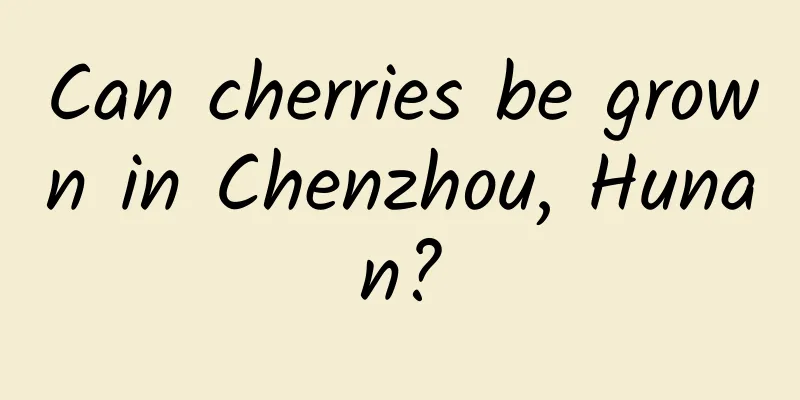 Can cherries be grown in Chenzhou, Hunan?