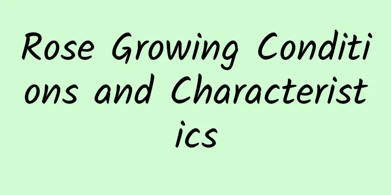Rose Growing Conditions and Characteristics