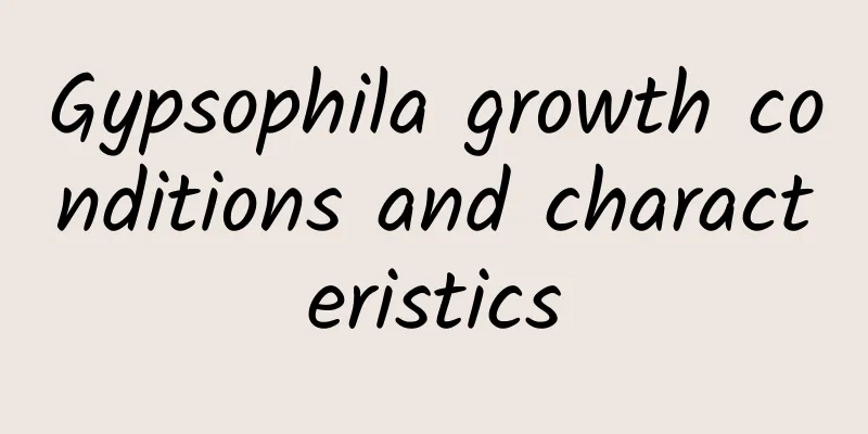 Gypsophila growth conditions and characteristics