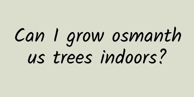 Can I grow osmanthus trees indoors?