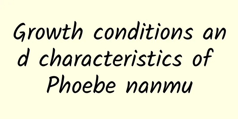 Growth conditions and characteristics of Phoebe nanmu