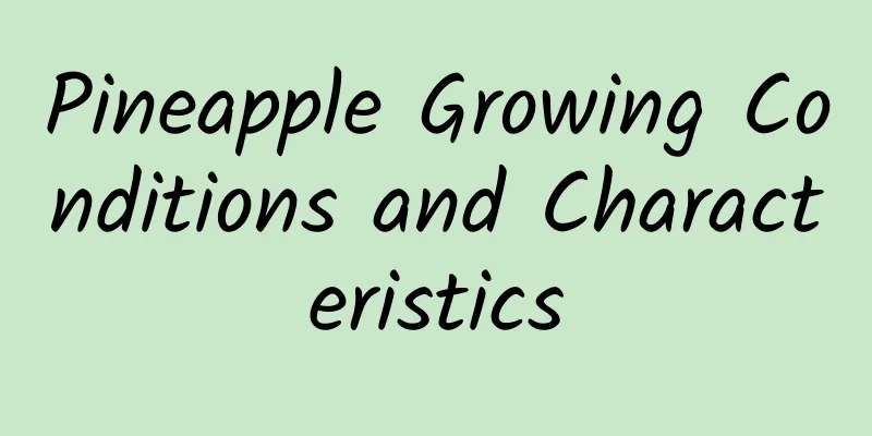 Pineapple Growing Conditions and Characteristics
