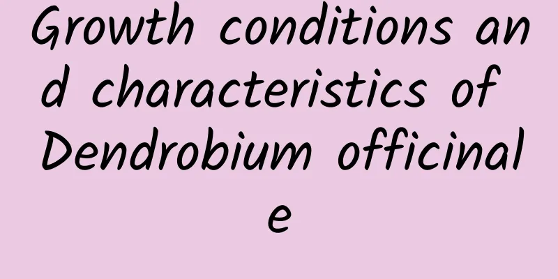 Growth conditions and characteristics of Dendrobium officinale