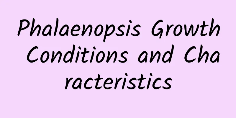 Phalaenopsis Growth Conditions and Characteristics
