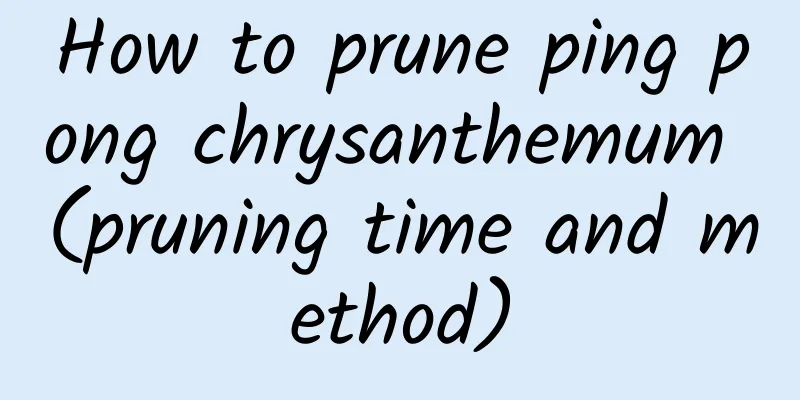 How to prune ping pong chrysanthemum (pruning time and method)
