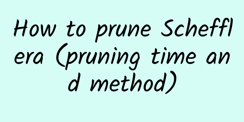 How to prune Schefflera (pruning time and method)