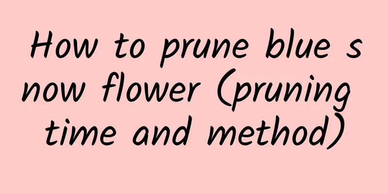How to prune blue snow flower (pruning time and method)