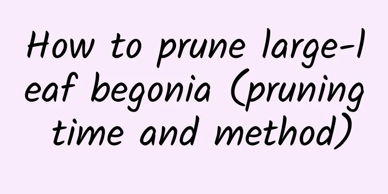 How to prune large-leaf begonia (pruning time and method)