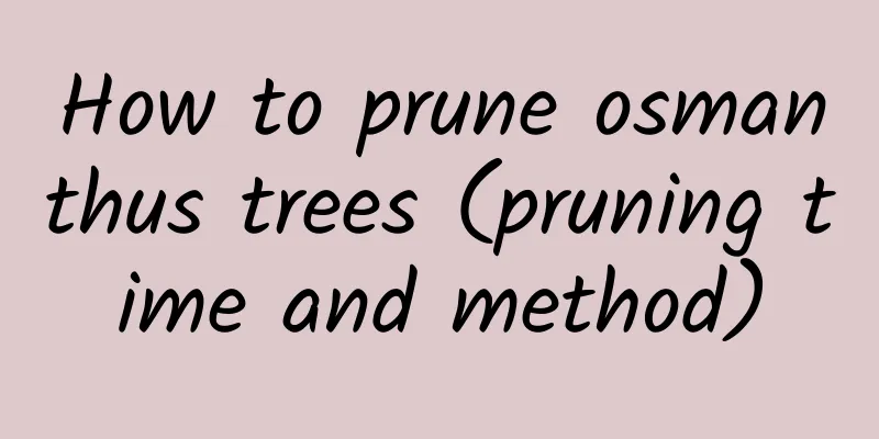 How to prune osmanthus trees (pruning time and method)