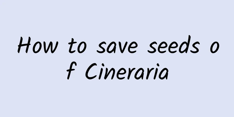 How to save seeds of Cineraria