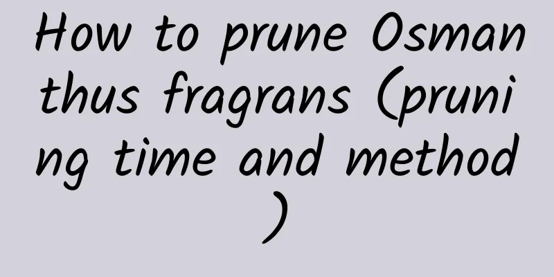 How to prune Osmanthus fragrans (pruning time and method)