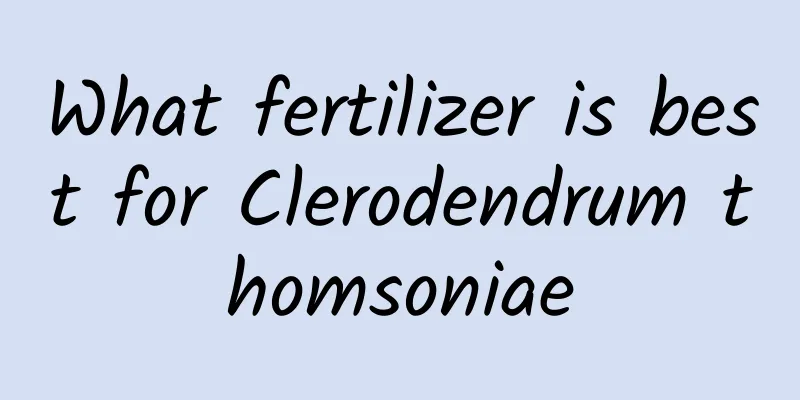 What fertilizer is best for Clerodendrum thomsoniae