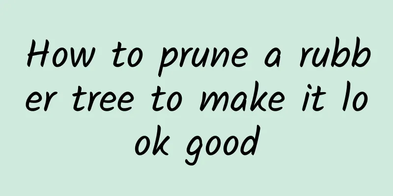 How to prune a rubber tree to make it look good