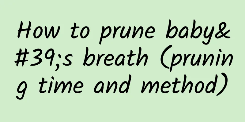 How to prune baby's breath (pruning time and method)
