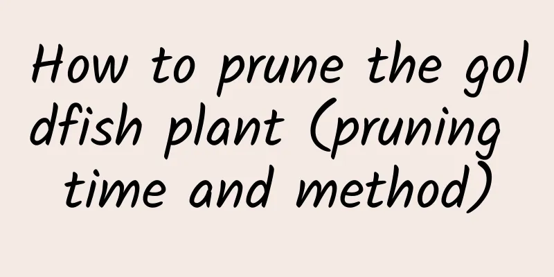 How to prune the goldfish plant (pruning time and method)
