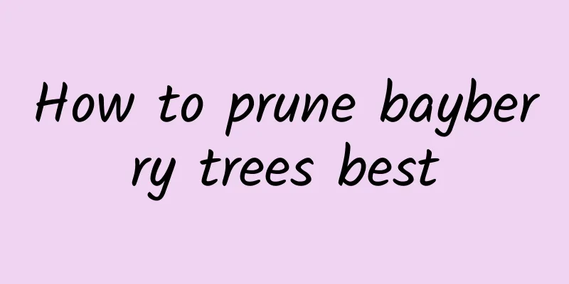 How to prune bayberry trees best