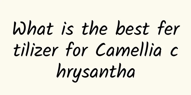 What is the best fertilizer for Camellia chrysantha