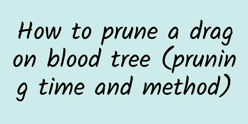 How to prune a dragon blood tree (pruning time and method)