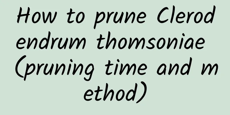 How to prune Clerodendrum thomsoniae (pruning time and method)