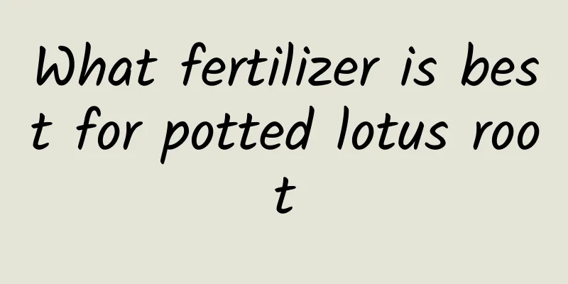 What fertilizer is best for potted lotus root