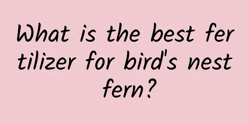 What is the best fertilizer for bird's nest fern?
