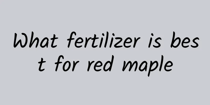 What fertilizer is best for red maple