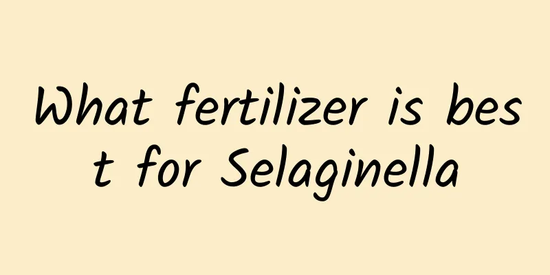 What fertilizer is best for Selaginella