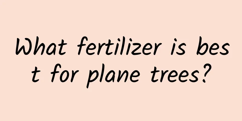 What fertilizer is best for plane trees?