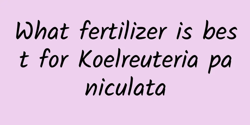 What fertilizer is best for Koelreuteria paniculata