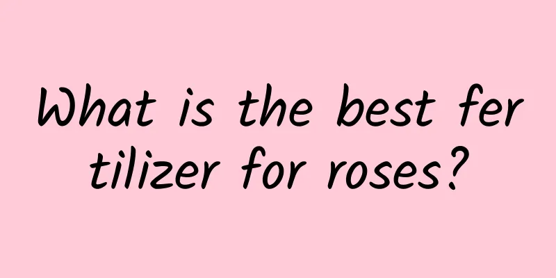What is the best fertilizer for roses?