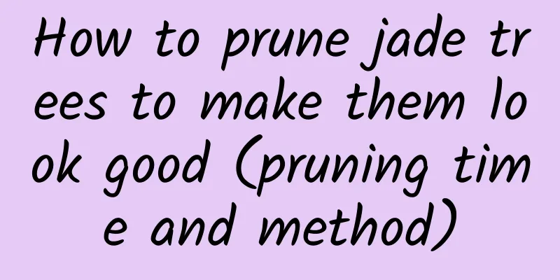 How to prune jade trees to make them look good (pruning time and method)