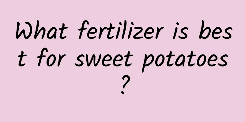 What fertilizer is best for sweet potatoes?