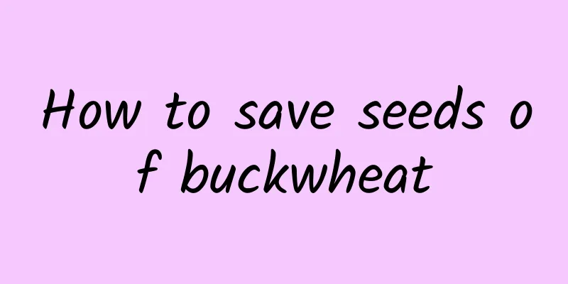 How to save seeds of buckwheat