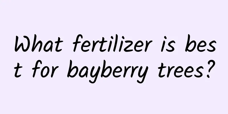 What fertilizer is best for bayberry trees?