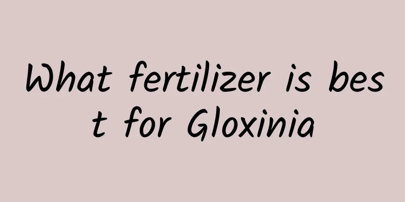 What fertilizer is best for Gloxinia