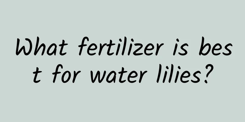 What fertilizer is best for water lilies?