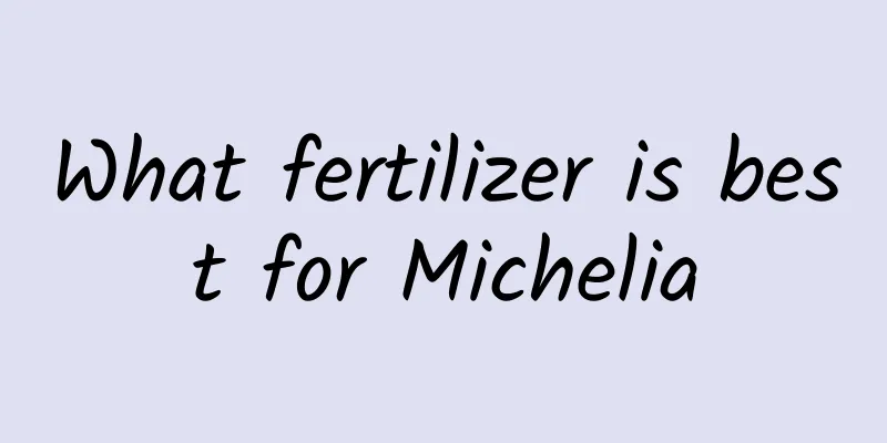 What fertilizer is best for Michelia