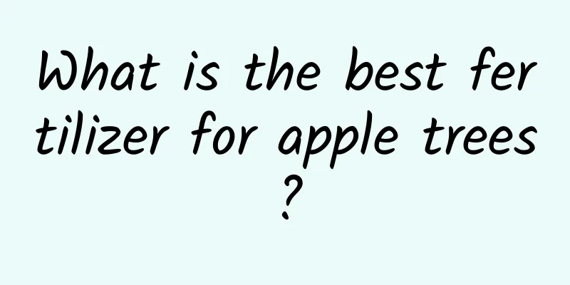 What is the best fertilizer for apple trees?