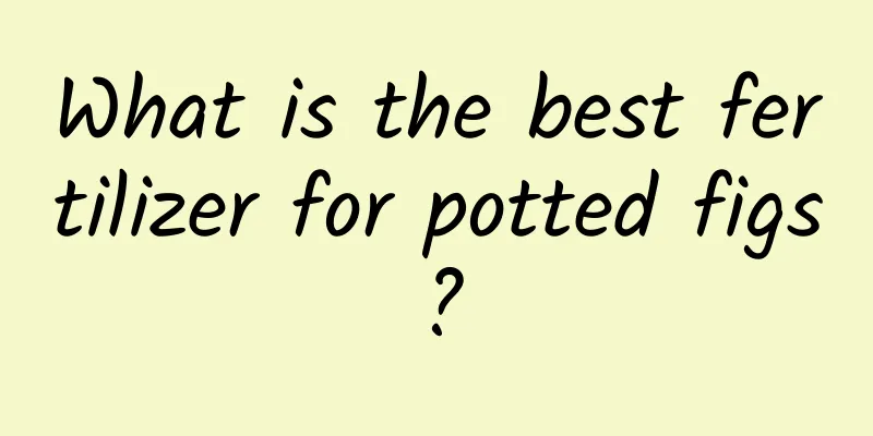 What is the best fertilizer for potted figs?