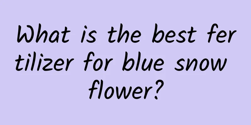 What is the best fertilizer for blue snow flower?