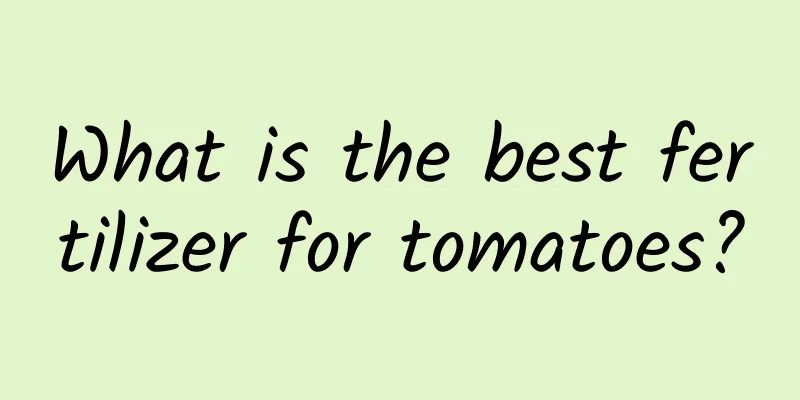 What is the best fertilizer for tomatoes?