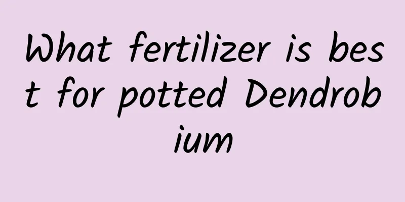 What fertilizer is best for potted Dendrobium