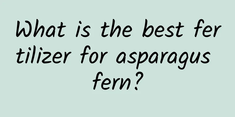What is the best fertilizer for asparagus fern?