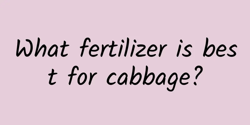 What fertilizer is best for cabbage?